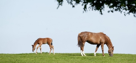 The Irish National Stud & Gardens